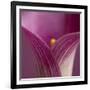 Close-up of Calla Lily-Clive Nichols-Framed Photographic Print