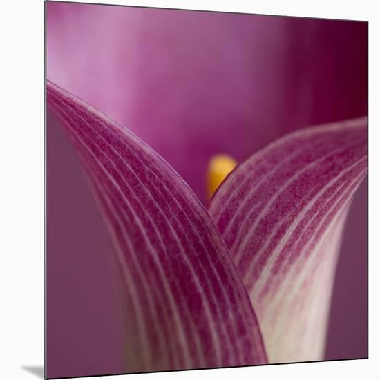 Close-up of Calla Lily-Clive Nichols-Mounted Photographic Print