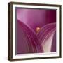 Close-up of Calla Lily-Clive Nichols-Framed Photographic Print