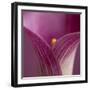 Close-up of Calla Lily-Clive Nichols-Framed Photographic Print