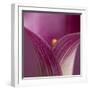 Close-up of Calla Lily-Clive Nichols-Framed Photographic Print