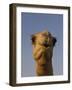 Close-Up of Camel's Head in Bright Evening Light, Near Abu Dhabi-Martin Child-Framed Photographic Print