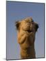 Close-Up of Camel's Head in Bright Evening Light, Near Abu Dhabi-Martin Child-Mounted Photographic Print