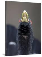 Close Up of Capercaillie (Tetrao Urogallus) Male Displaying in Forest, Cairngorms, Scotland, UK-Peter Cairns-Stretched Canvas