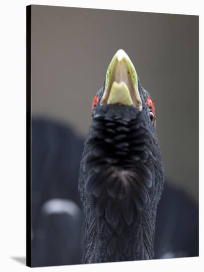 Close Up of Capercaillie (Tetrao Urogallus) Male Displaying in Forest, Cairngorms, Scotland, UK-Peter Cairns-Stretched Canvas