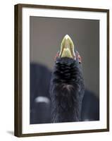 Close Up of Capercaillie (Tetrao Urogallus) Male Displaying in Forest, Cairngorms, Scotland, UK-Peter Cairns-Framed Photographic Print