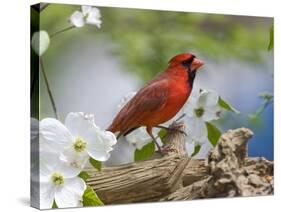 Close-up of Cardinal in Blooming Tree-Gary Carter-Stretched Canvas