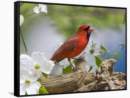 Close-up of Cardinal in Blooming Tree-Gary Carter-Framed Stretched Canvas