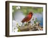 Close-up of Cardinal in Blooming Tree-Gary Carter-Framed Premium Photographic Print