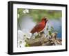 Close-up of Cardinal in Blooming Tree-Gary Carter-Framed Premium Photographic Print