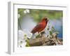 Close-up of Cardinal in Blooming Tree-Gary Carter-Framed Premium Photographic Print