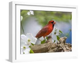 Close-up of Cardinal in Blooming Tree-Gary Carter-Framed Premium Photographic Print