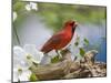 Close-up of Cardinal in Blooming Tree-Gary Carter-Mounted Premium Photographic Print