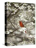 Close-up of Cardinal in Blooming Tree-Gary Carter-Stretched Canvas