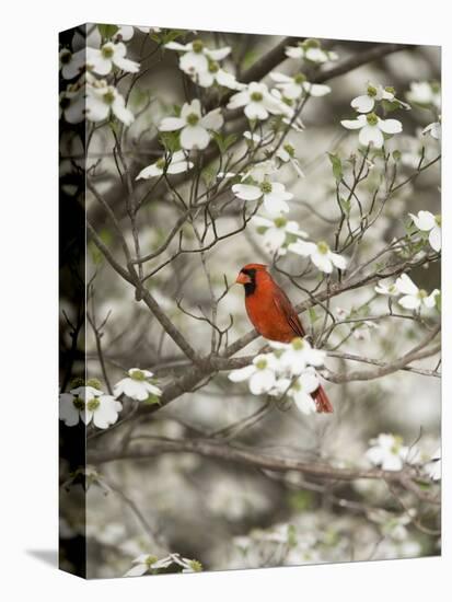 Close-up of Cardinal in Blooming Tree-Gary Carter-Stretched Canvas