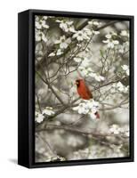 Close-up of Cardinal in Blooming Tree-Gary Carter-Framed Stretched Canvas