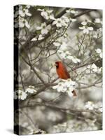 Close-up of Cardinal in Blooming Tree-Gary Carter-Stretched Canvas
