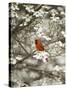 Close-up of Cardinal in Blooming Tree-Gary Carter-Stretched Canvas