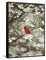 Close-up of Cardinal in Blooming Tree-Gary Carter-Framed Stretched Canvas