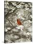 Close-up of Cardinal in Blooming Tree-Gary Carter-Stretched Canvas