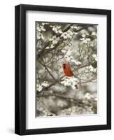 Close-up of Cardinal in Blooming Tree-Gary Carter-Framed Premium Photographic Print