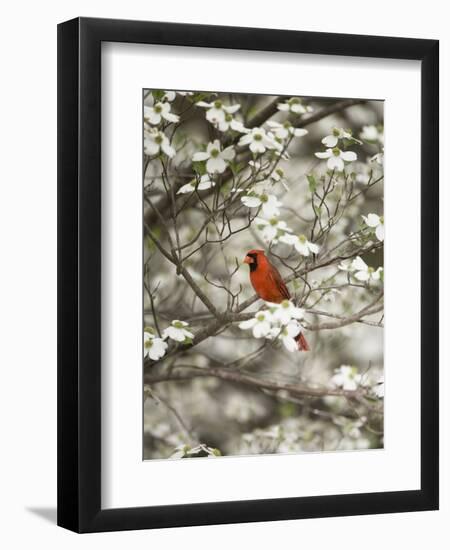 Close-up of Cardinal in Blooming Tree-Gary Carter-Framed Premium Photographic Print