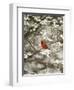 Close-up of Cardinal in Blooming Tree-Gary Carter-Framed Premium Photographic Print