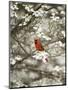 Close-up of Cardinal in Blooming Tree-Gary Carter-Mounted Premium Photographic Print