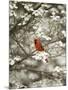 Close-up of Cardinal in Blooming Tree-Gary Carter-Mounted Premium Photographic Print