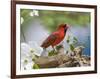 Close-up of Cardinal in Blooming Tree-Gary Carter-Framed Photographic Print