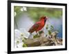 Close-up of Cardinal in Blooming Tree-Gary Carter-Framed Photographic Print