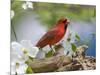 Close-up of Cardinal in Blooming Tree-Gary Carter-Mounted Photographic Print