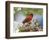 Close-up of Cardinal in Blooming Tree-Gary Carter-Framed Photographic Print