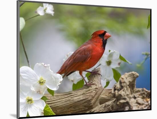 Close-up of Cardinal in Blooming Tree-Gary Carter-Mounted Photographic Print