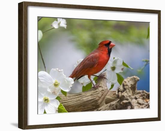 Close-up of Cardinal in Blooming Tree-Gary Carter-Framed Photographic Print