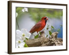 Close-up of Cardinal in Blooming Tree-Gary Carter-Framed Photographic Print