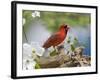 Close-up of Cardinal in Blooming Tree-Gary Carter-Framed Photographic Print