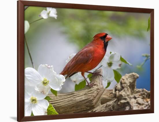 Close-up of Cardinal in Blooming Tree-Gary Carter-Framed Photographic Print