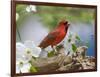 Close-up of Cardinal in Blooming Tree-Gary Carter-Framed Photographic Print