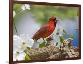 Close-up of Cardinal in Blooming Tree-Gary Carter-Framed Photographic Print