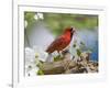 Close-up of Cardinal in Blooming Tree-Gary Carter-Framed Photographic Print