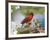 Close-up of Cardinal in Blooming Tree-Gary Carter-Framed Photographic Print