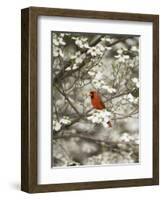 Close-up of Cardinal in Blooming Tree-Gary Carter-Framed Photographic Print