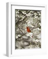 Close-up of Cardinal in Blooming Tree-Gary Carter-Framed Photographic Print