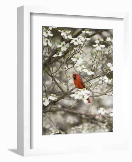 Close-up of Cardinal in Blooming Tree-Gary Carter-Framed Photographic Print