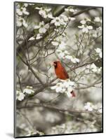 Close-up of Cardinal in Blooming Tree-Gary Carter-Mounted Photographic Print