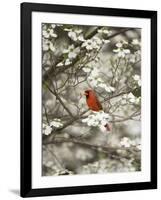 Close-up of Cardinal in Blooming Tree-Gary Carter-Framed Photographic Print