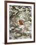 Close-up of Cardinal in Blooming Tree-Gary Carter-Framed Photographic Print