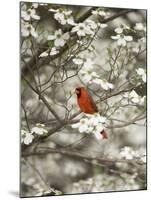 Close-up of Cardinal in Blooming Tree-Gary Carter-Mounted Photographic Print