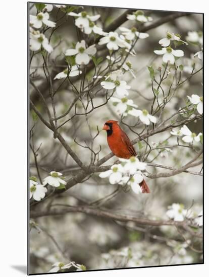 Close-up of Cardinal in Blooming Tree-Gary Carter-Mounted Photographic Print